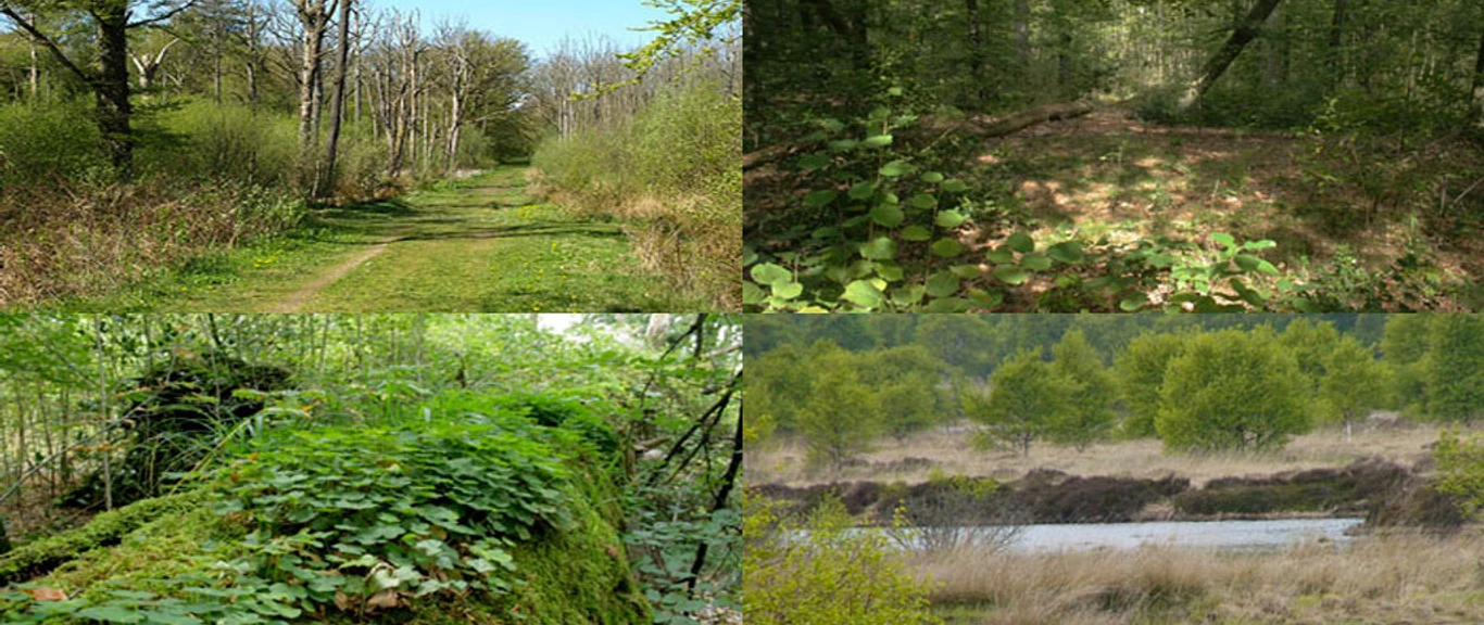 draved-skov-kongens-mose