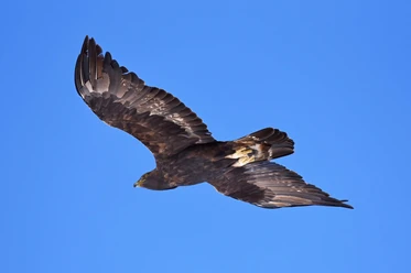 Fliegender Steinadler Steinadler fliegt vor stahlblauem Himel