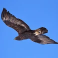 Fliegender Steinadler Steinadler fliegt vor stahlblauem HimelGolden eagle flies in front of a steel-blue skyL'aigle royal vole dans un ciel bleu acier