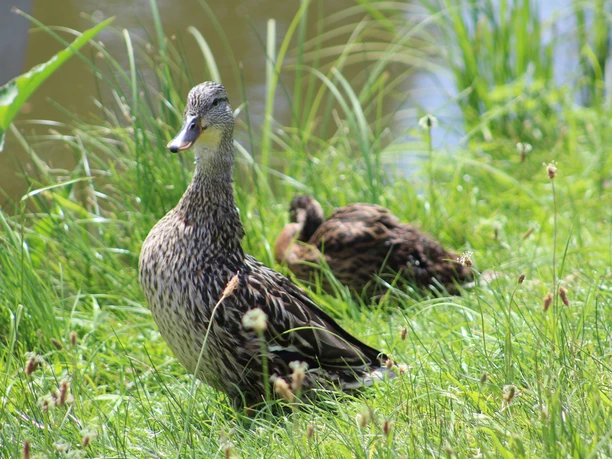 Two ducks on the shore of Lake Steinhude, surrounded by green grass with calm water in the background.