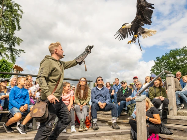 Detmold-Adlerwarte Berlebeck-Teutoburger-Wald-Tourismus-D-Ketz-053.jpg Ein majestätischer Adler schwebt zu einem Falkner, während Zuschauer auf Holzbänken dem Schauspiel folgen.