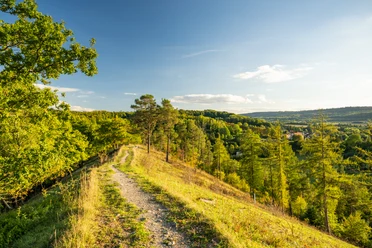 Kreis Hoexter-Schmetterlingspfad-Willebadessen-Teutoburger-Wald-Tourismus-D-Ketz-092.jpg Ein sonnendurchfluteter Wanderweg im Teutoburger Wald, umgeben von üppigem Grün und sanften Hügeln.