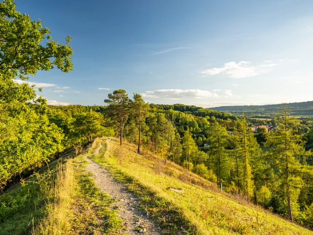 Kreis Hoexter-Schmetterlingspfad-Willebadessen-Teutoburger-Wald-Tourismus-D-Ketz-092.jpg Ein sonnendurchfluteter Wanderweg im Teutoburger Wald, umgeben von üppigem Grün und sanften Hügeln.