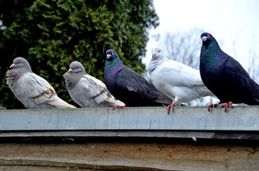 pigeon-5984552_1920 c) Katja Kolumna-pixabay.jpg