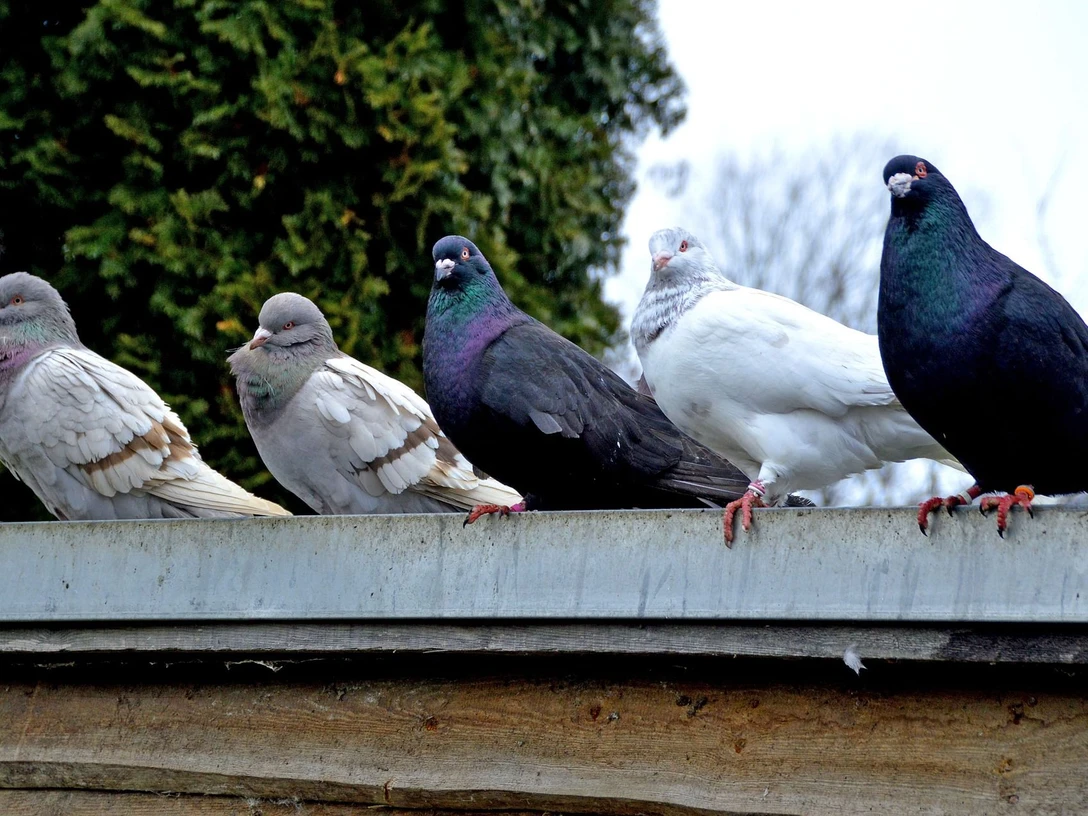 pigeon-5984552_1920 c) Katja Kolumna-pixabay.jpg