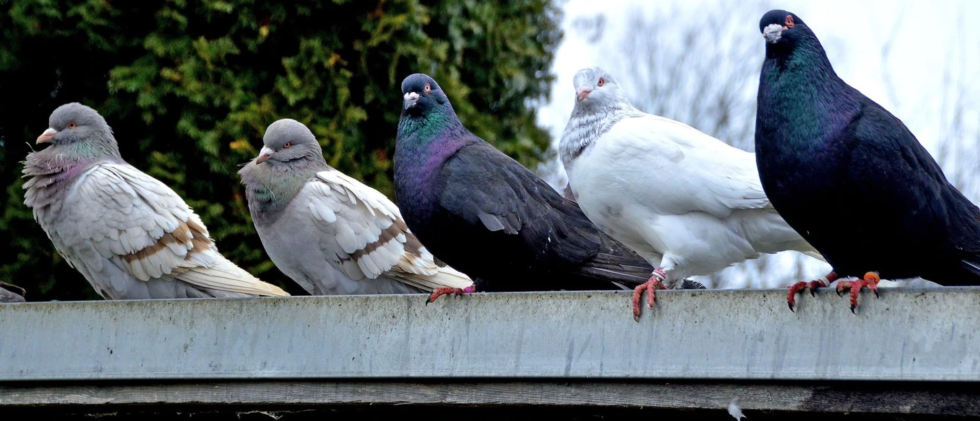 pigeon-5984552_1920 c) Katja Kolumna-pixabay.jpg