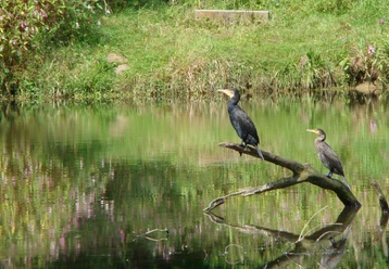 Vögel am Wasser Zwei Kormorane sitzen auf einem Ast über einem ruhigen Teich, umgeben von grünem Gras.