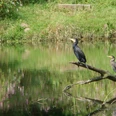 Vögel am Wasser Zwei Kormorane sitzen auf einem Ast über einem ruhigen Teich, umgeben von grünem Gras.