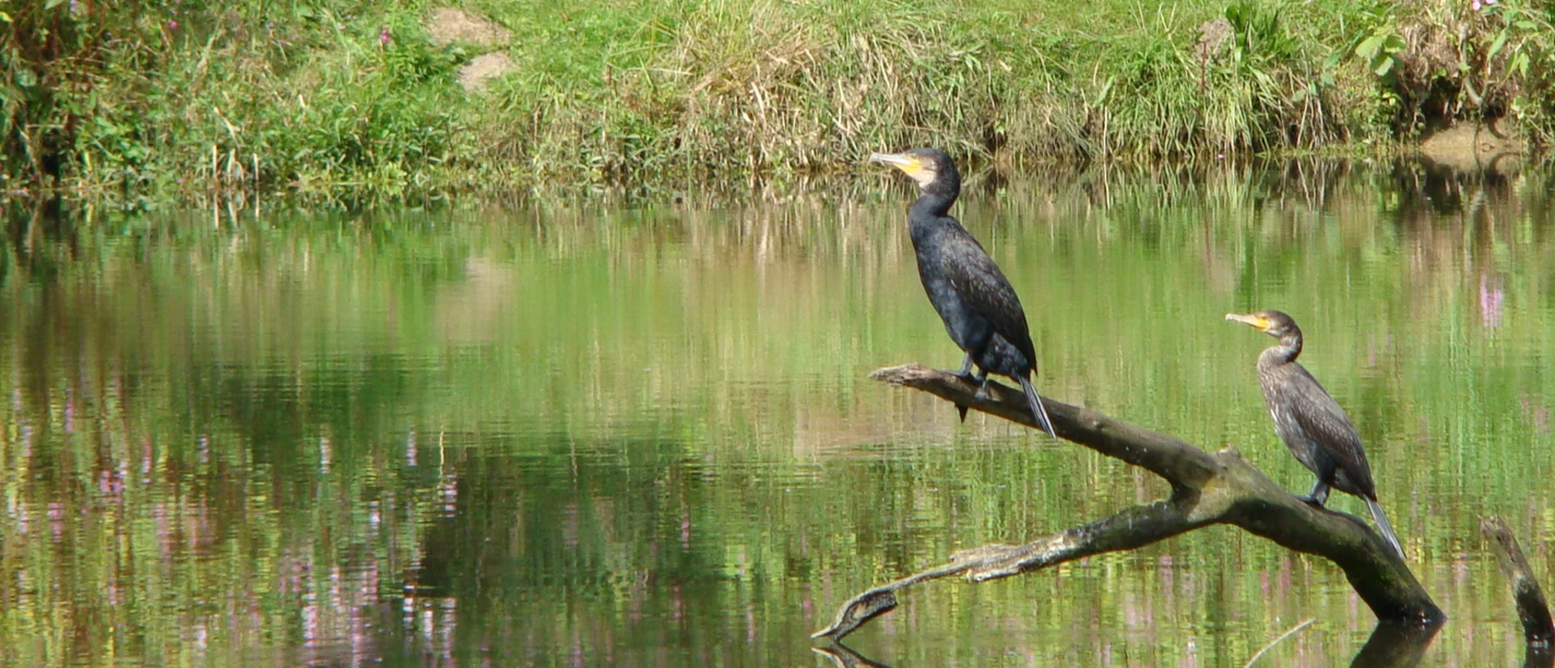 Vögel am Wasser Zwei Kormorane sitzen auf einem Ast über einem ruhigen Teich, umgeben von grünem Gras.