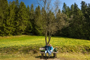 Narzissenroute mit blühenden Wiesen