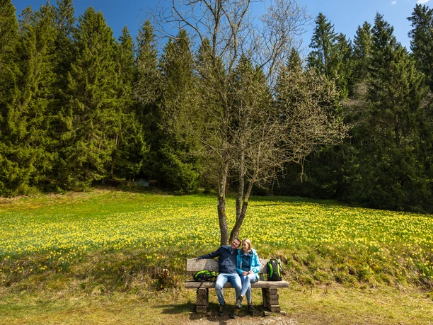 Narzissenroute mit blühenden Wiesen