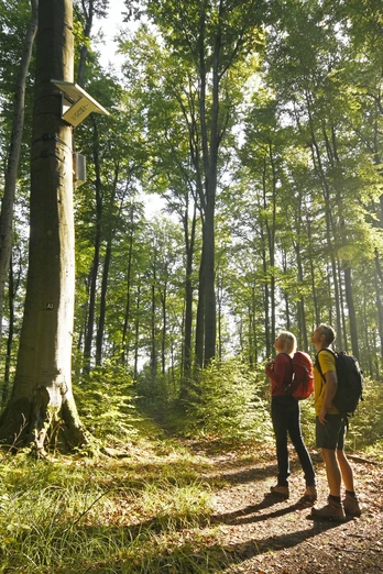 Zwei Wanderer stehen in einem sonnendurchfluteten Wald, neben einem Hörmuseum an einem Baum.