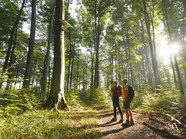 Zwei Wanderer stehen in einem sonnendurchfluteten Wald, neben einem Hörmuseum an einem Baum.