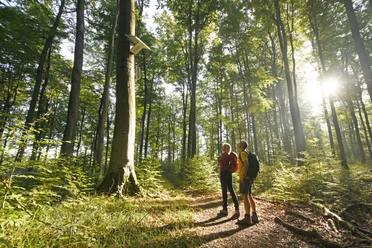Blankenrode-HörmuseumTeutoburger-Wald-Tourismus-F-Grawe (32)_klein.jpg Zwei Wanderer stehen in einem sonnendurchfluteten Wald, neben einem Hörmuseum an einem Baum.