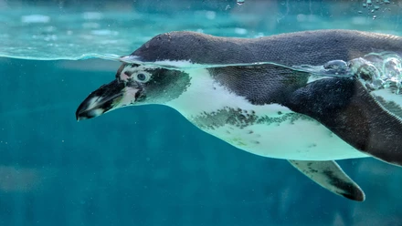 pinguin_pixabay.jpg
