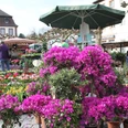 Blumenmarkt in Blieskastel