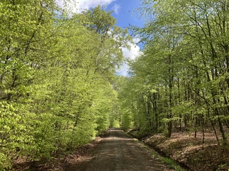 Forstweg Hemelbach