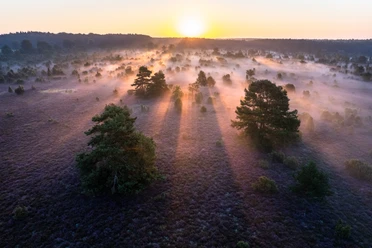 Top Sehenswürdigkeiten Lüneburger Heide Top Sehenswürdigkeit ist der Wacholderwald Schmarbeck in der Lüneburger heide