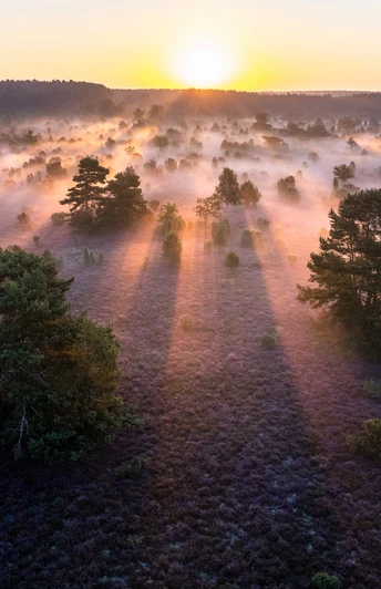 Top Sehenswürdigkeiten Lüneburger Heide Top Sehenswürdigkeit ist der Wacholderwald Schmarbeck in der Lüneburger heide