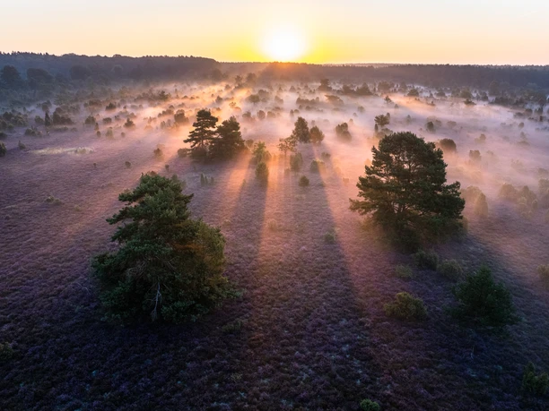 Top Sehenswürdigkeiten Lüneburger Heide Top Sehenswürdigkeit ist der Wacholderwald Schmarbeck in der Lüneburger heide