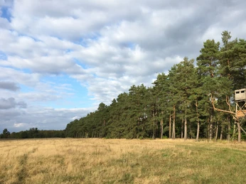 GruenesBand_NP (1).jpg