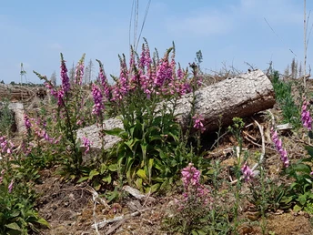 Büren Ringelsteiner Wald Wanderweg H4 Büren Ringelsteiner Wald Wanderweg H4