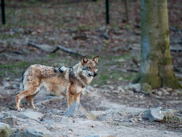 Wolf