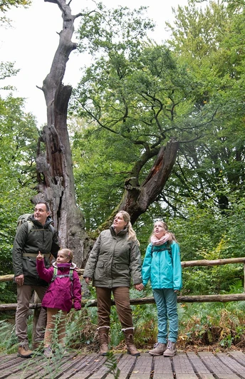 Wappeneiche Urwald Sababurg