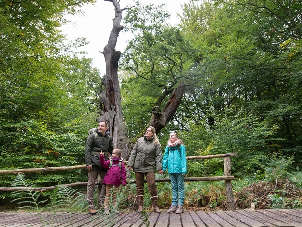 Wappeneiche Urwald Sababurg