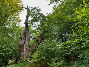 Wappeneiche im Urwald Sababurg
