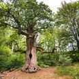 Kamineiche im Urwald Sababurg