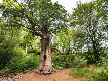 Kamineiche im Urwald Sababurg