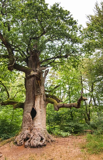 Kamineiche im Urwald Sababurg