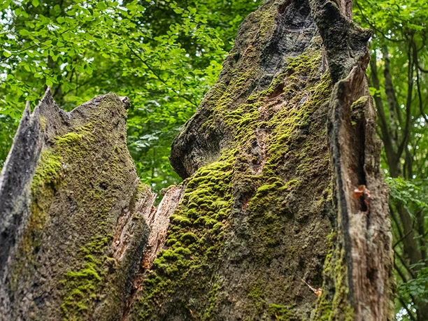 Totholz im Urwald Sababurg