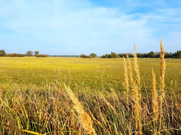 Auenwanderweg Eine große Wiese. Im Vordergrund ist hohes Gras.