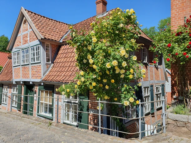 Sommerrosen Altstadt Lauenburg/Elbe Ein altes Haus aus Backstein. Davor blühen viele gelbe Rosen.