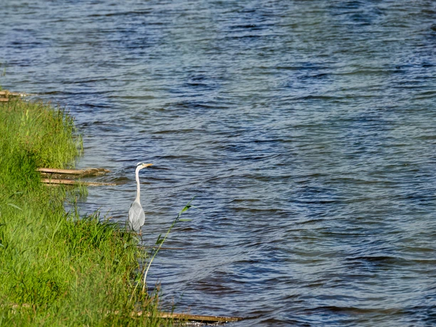Elbufer mit Wasservogel Ein weißer Reiher steht im grünen Gras am Wasser.