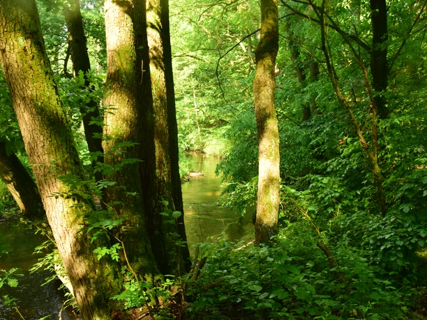 Blick auf die Bille Zwischen grünen Bäumen blickt man auf den Fluss Bille.