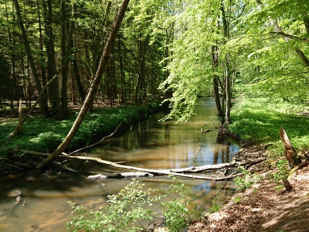 Eisvogelweg Die Bille am Eisvogelweg im Wald.
