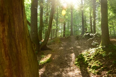 Sonne bricht durch die Bäume am Eisvogelweg Die Sonne scheint hell in einen Wald hinein. Die Bäume sind grün und werfen Schatten auf den Boden.