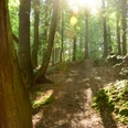 Sonne bricht durch die Bäume am Eisvogelweg Die Sonne scheint hell in einen Wald hinein. Die Bäume sind grün und werfen Schatten auf den Boden.