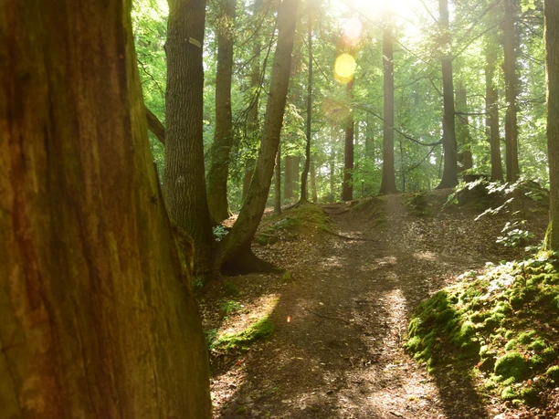 Sonne bricht durch die Bäume am Eisvogelweg Die Sonne scheint hell in einen Wald hinein. Die Bäume sind grün und werfen Schatten auf den Boden.