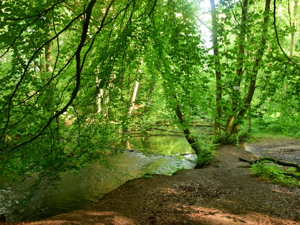 Die Bille (Fluss) fließt durch einen grünen Wald.