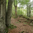 Wilder Wald