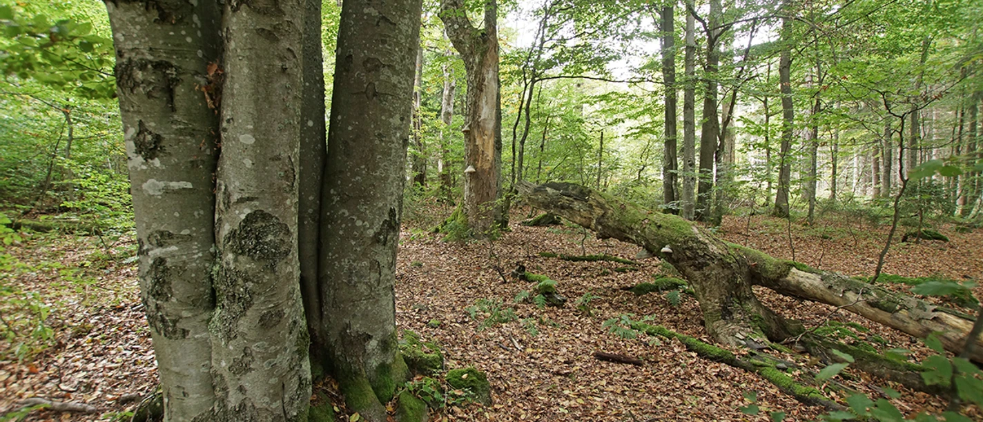 Wilder Wald Wilder Wald