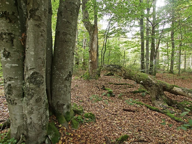 Wilder Wald Wilder Wald