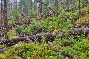 Wilder Wald