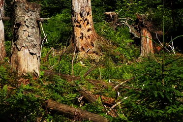 Wilder Wald