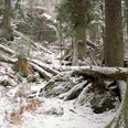 Wilder Winterwald
