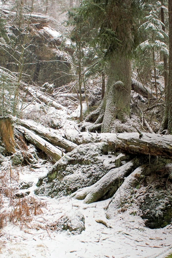 Wilder Winterwald